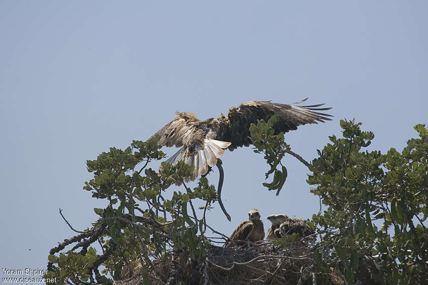 Long-legged Buzzard, habitat, feeding habits, Reproduction-nesting