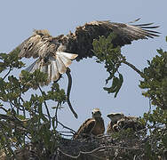 Long-legged Buzzard