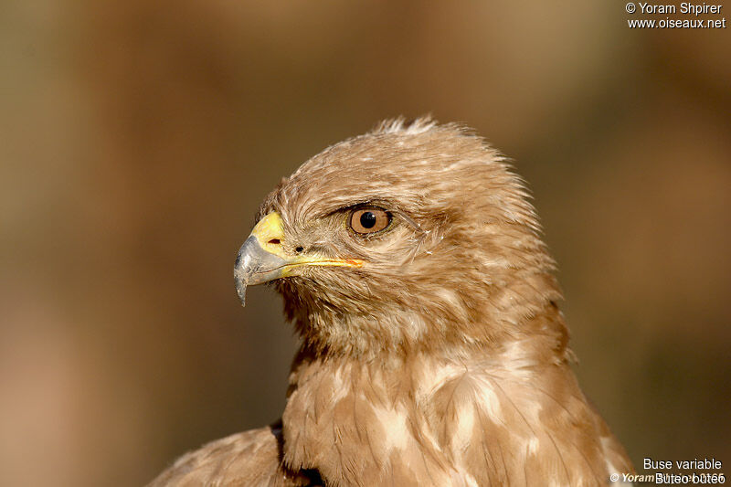 Common Buzzard