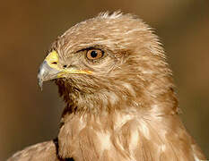 Common Buzzard