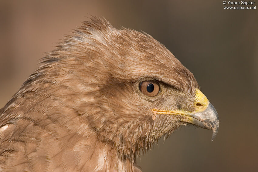 Buse variable