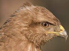 Common Buzzard