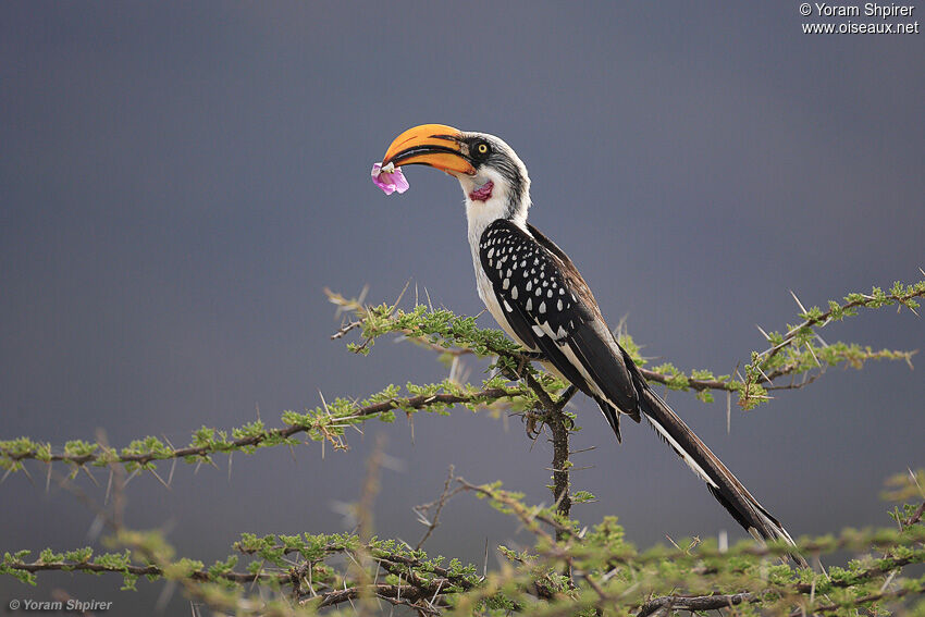 Eastern Yellow-billed Hornbill male adult, identification