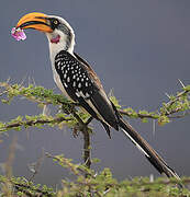 Eastern Yellow-billed Hornbill