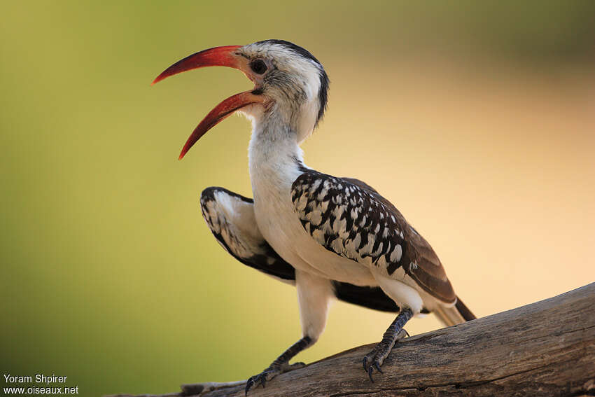 Northern Red-billed Hornbilladult, song