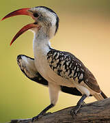 Northern Red-billed Hornbill