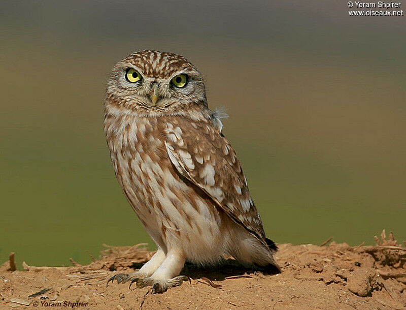 Little Owl