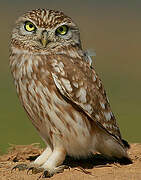 Little Owl