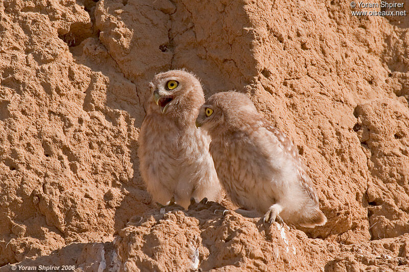 Little Owl