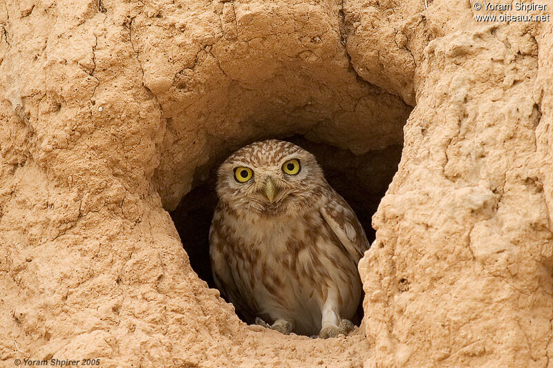 Little Owl