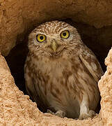 Little Owl