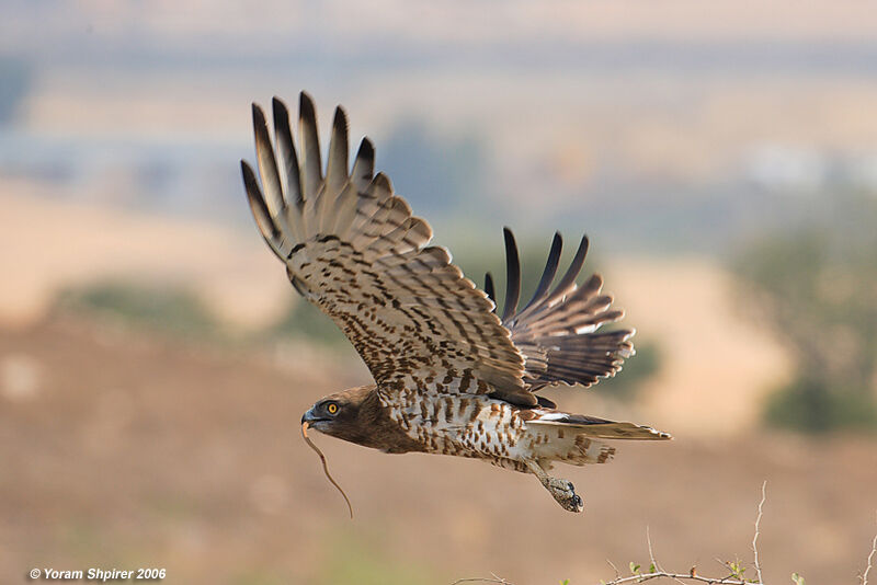 Short-toed Snake Eagle