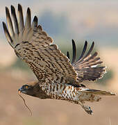 Short-toed Snake Eagle