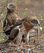 Short-toed Snake Eagle