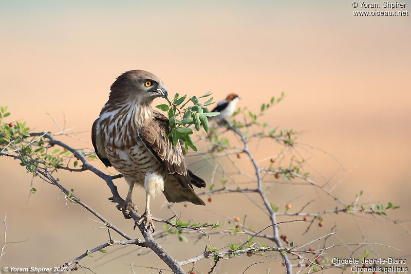 Short-toed Snake Eagle male adult