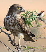 Short-toed Snake Eagle