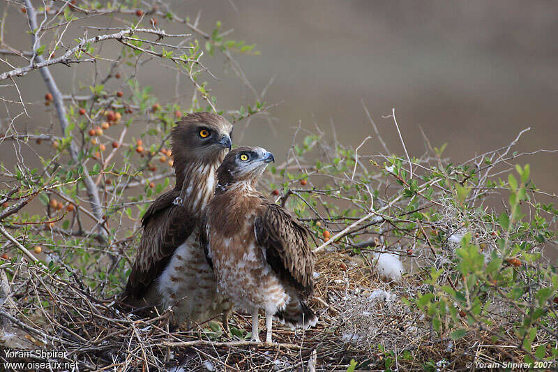 Short-toed Snake Eagle, Reproduction-nesting