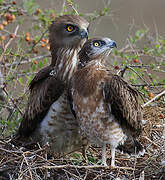 Short-toed Snake Eagle