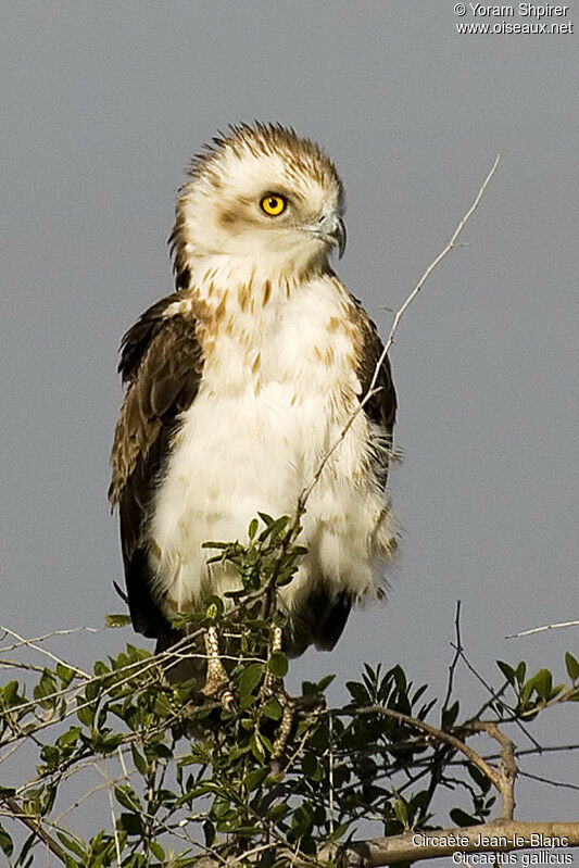 Short-toed Snake Eagle