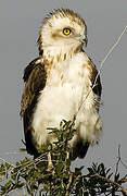 Short-toed Snake Eagle