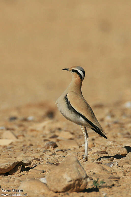 Courvite isabelleadulte nuptial, habitat, pigmentation, Comportement