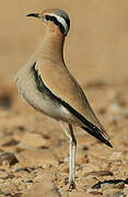 Cream-colored Courser