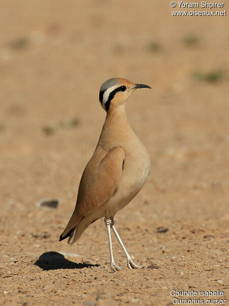 Cream-colored Courseradult