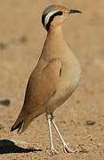 Cream-colored Courser