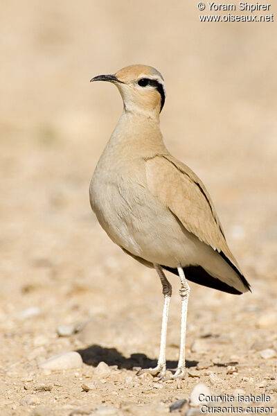 Cream-colored Courseradult