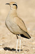 Cream-colored Courser