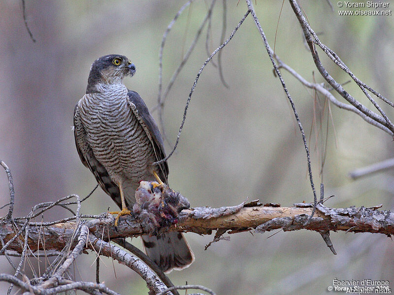 Eurasian Sparrowhawk female adult