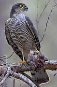 Eurasian Sparrowhawk