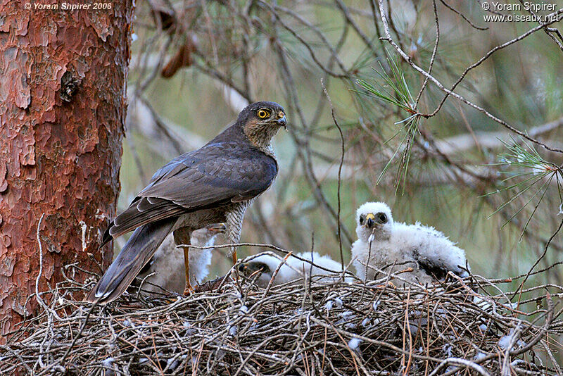 Eurasian Sparrowhawk