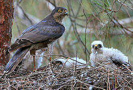 Eurasian Sparrowhawk