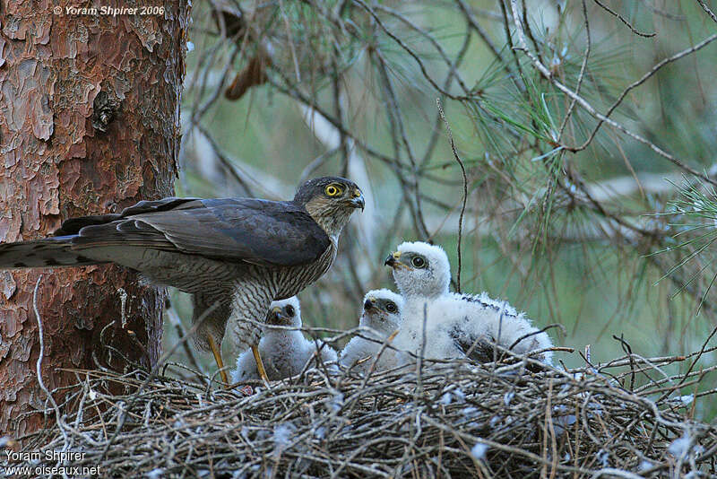 Eurasian Sparrowhawk, Reproduction-nesting