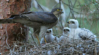 Eurasian Sparrowhawk