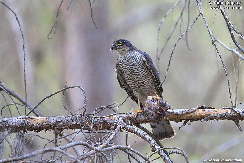 Eurasian Sparrowhawk female adult