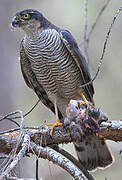 Eurasian Sparrowhawk