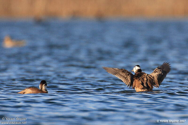 White-headed Duck male adult