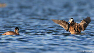 White-headed Duck