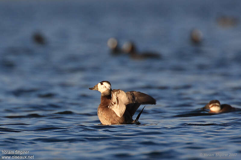 White-headed Duck male adult post breeding, Behaviour