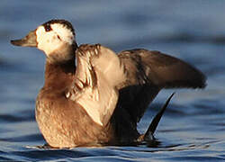 White-headed Duck