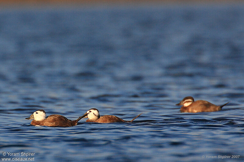 White-headed Duckadult