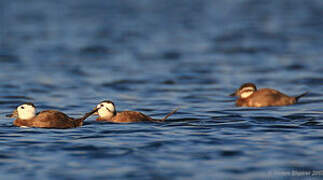 White-headed Duck