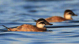 White-headed Duck