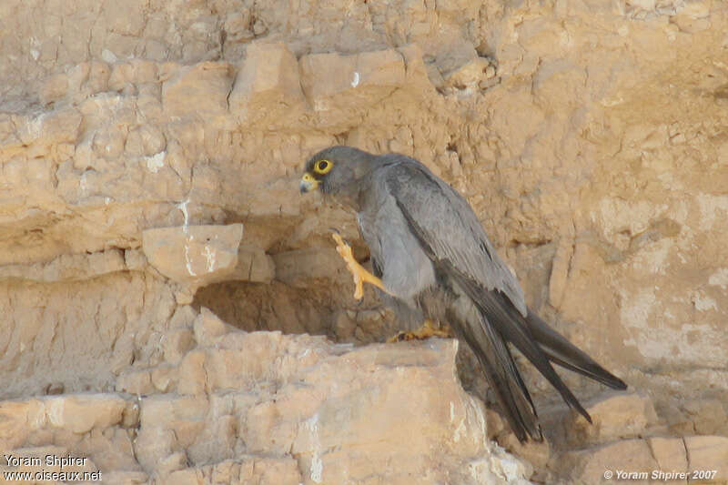 Sooty Falconadult, identification, Behaviour