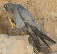 Sooty Falcon