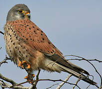 Common Kestrel