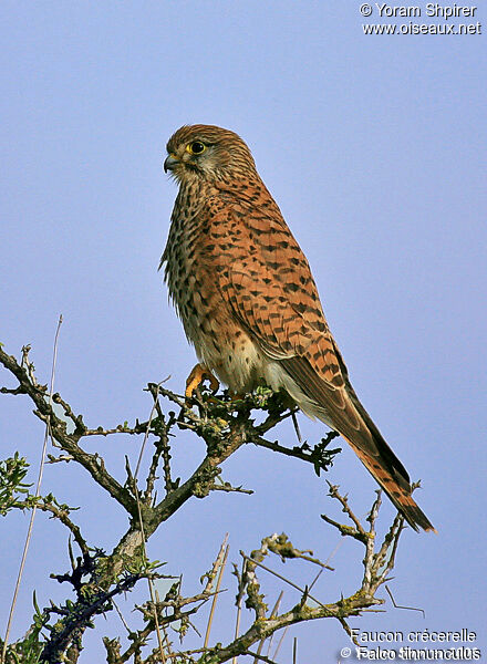 Common Kestrel female adult