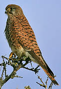 Common Kestrel